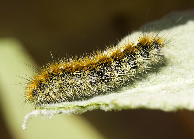 Bruco di Rhyparia purpurata (Erebiadae Arctiinae)